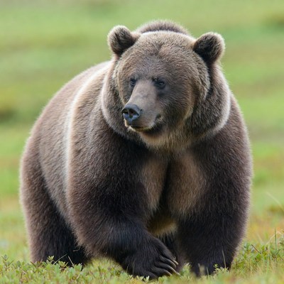 Grizzly bear walking in the field