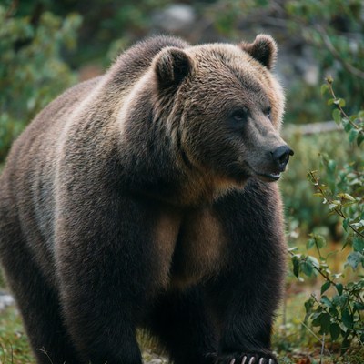 Grizzly bear in natural habitat near stream