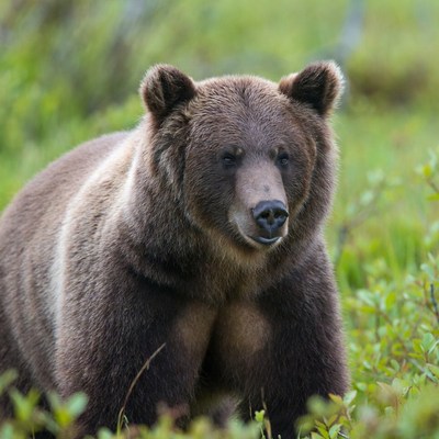 Bear resting in natural habitat