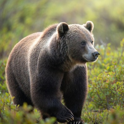 Grizzly bear walking through grass