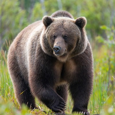 Grizzly bear walking in a forest