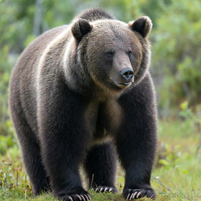 Grizzly bear in natural habitat