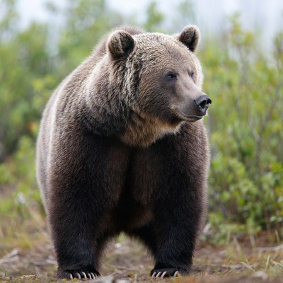 Grizzly bear in the wild