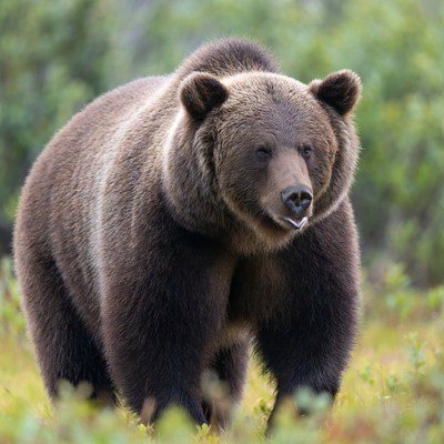Grizzly bear walks in forest