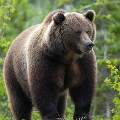 Bear walking through forest area