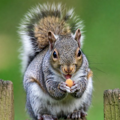Squirrel eating nut in park