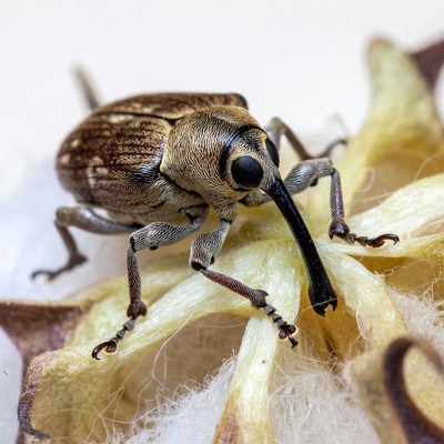 Bug on natural surface