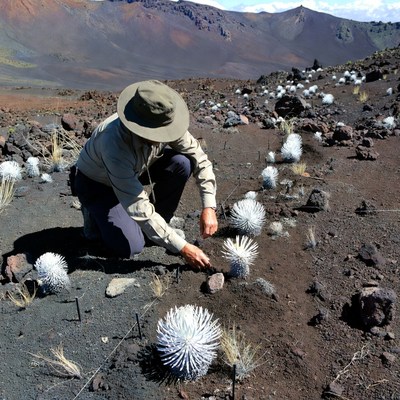 Researcher studies plants in volcanic soil