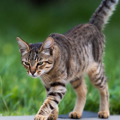 Cat walks on a path in grass