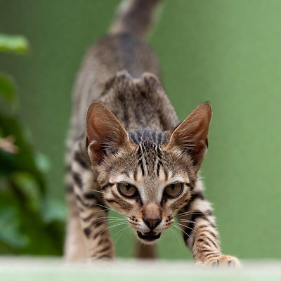 Cat walking towards the camera