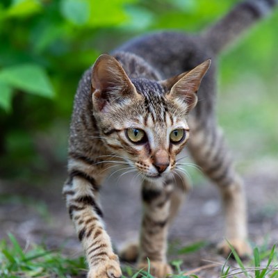 Cat walking through green grass