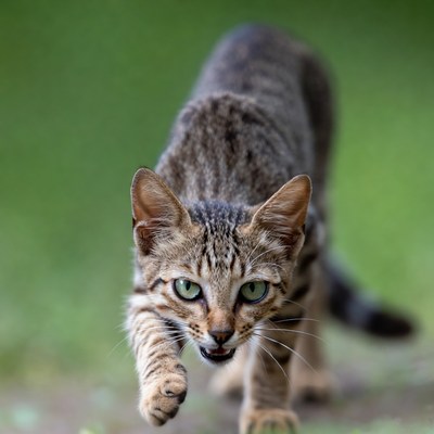 Cat walking on grass in focus