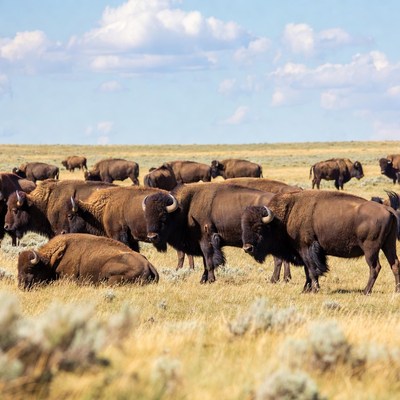 Herd of bison grazing in open field