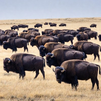 Buffalo herd grazing in a field
