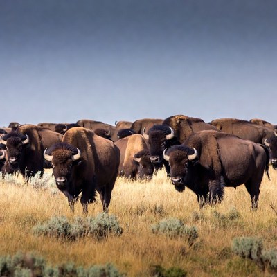 Herd of bison in open field