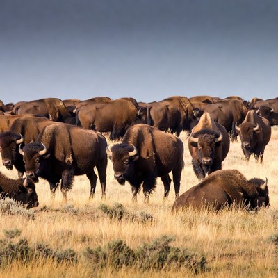 Bison herd in open grassland