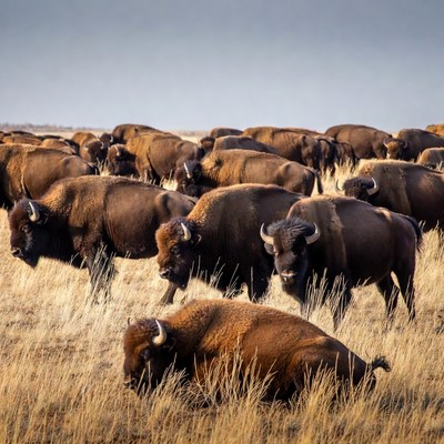 Herd of bison grazing in grassland