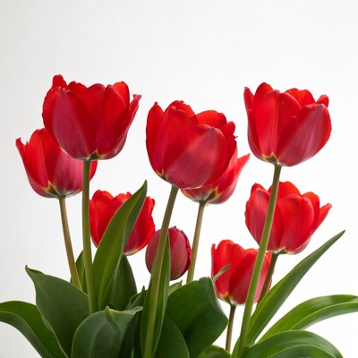 Red tulips in bright light