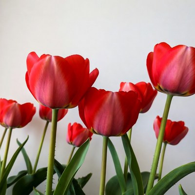 Bright red tulips in a vase