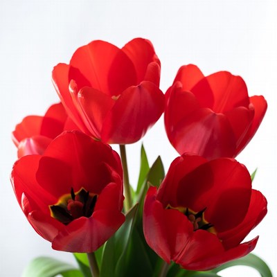 Bright red tulips in a vase