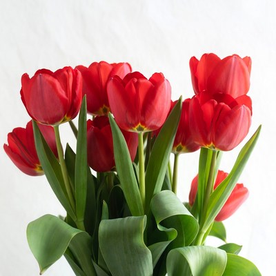 Bright red tulips in a simple vase