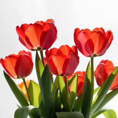 Red tulips in sunlight display