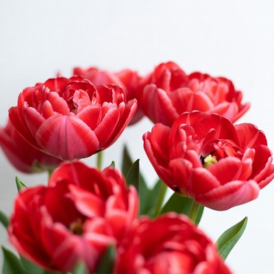 Red tulips in close view on a table