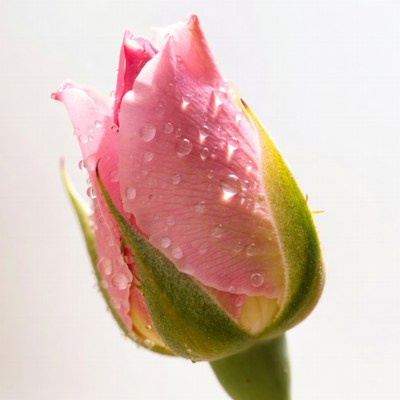 Pink rosebud with water drops