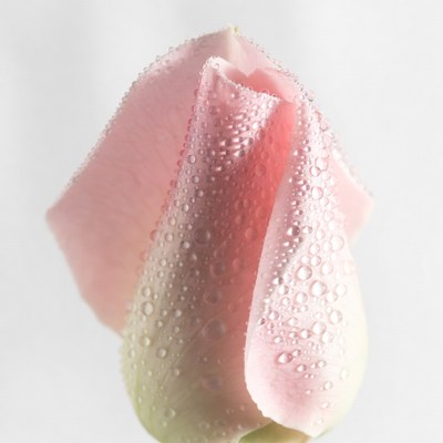 Pink rose with water droplets close-up