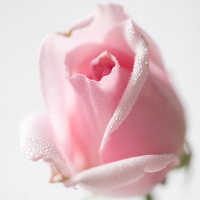 Pink rose with dew droplets close up