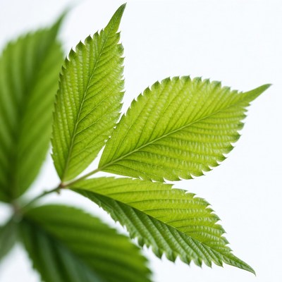Green leaves with detailed textures in focus