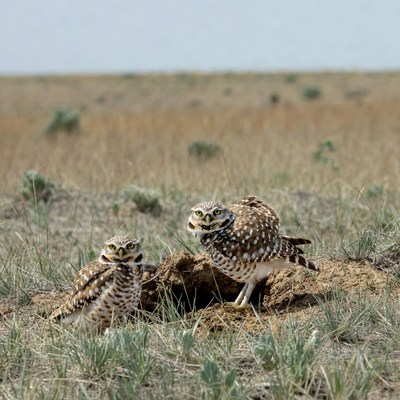 Burrowing owls in the grassland