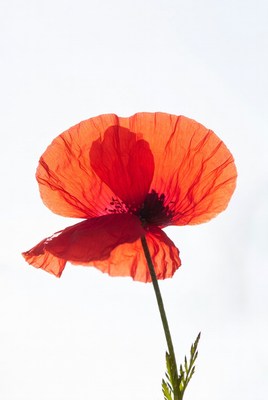 Bright red flower seen against the sky