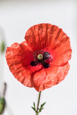 Bright red poppy in bloom