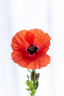 Bright poppy flower with black center