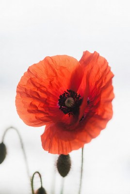 Bright red poppy flower in daylight