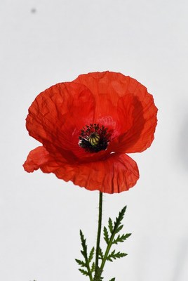 Bright red poppy flower on display