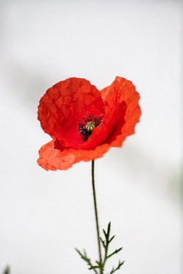 Red flower growing indoors
