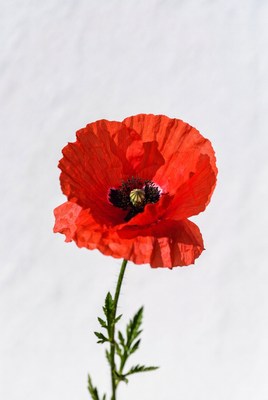 Bright red poppy flower stands tall