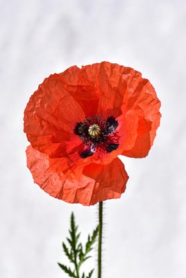 Bright red poppy against white background