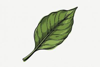 Simple green leaf illustration details
