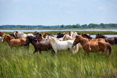 Horses running through tall grass