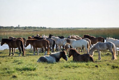 Horses grazing near water source