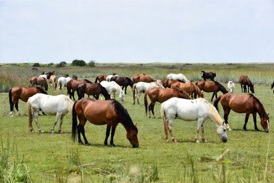 Horses grazing in open field