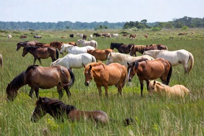 Herd of horses grazing in the field
