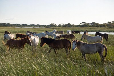 Horses grazing in a wide field