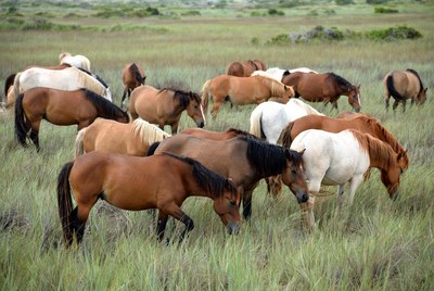 Horses grazing in a grassy field