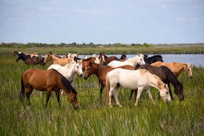 Horses grazing by the water