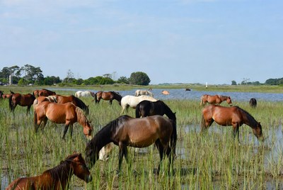 Horses grazing by the water