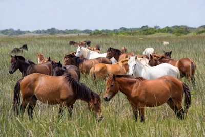 Wild horses in grassy field